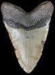 Bargain Megalodon Tooth - North Carolina #41153-2